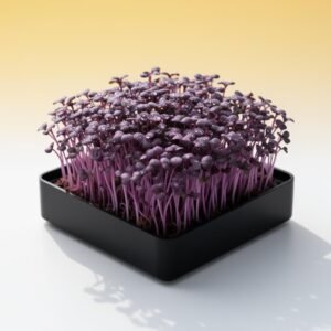 Cilantro Deluxe DIY Grow Kit