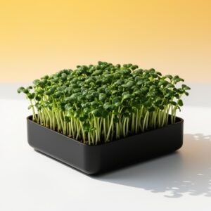 Sunflower Fresh Cut (4oz Clamshell)