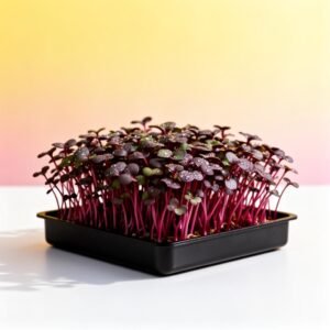 Bull's Blood Beet Organic Microgreens