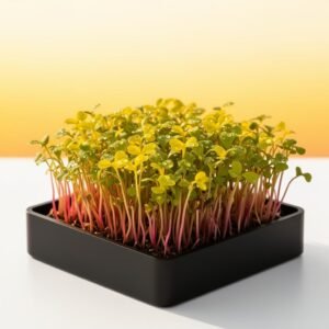 China Rose Radish Fresh Cut (2oz Clamshell)